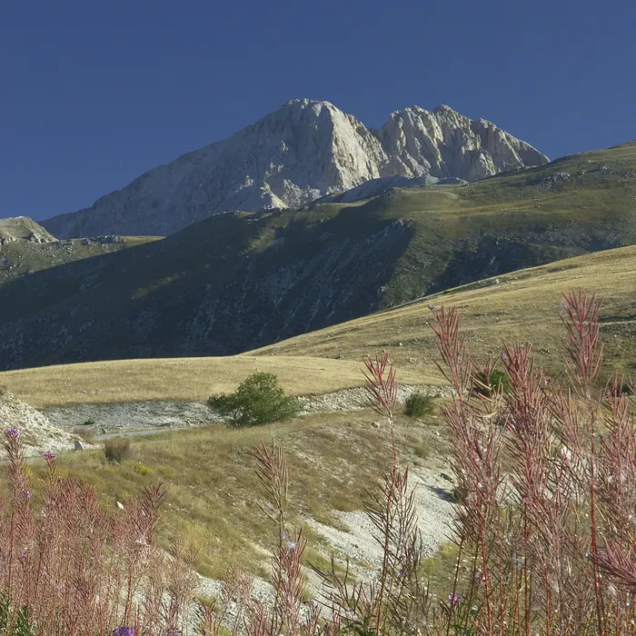 vetta rocciosa del Gran Sasso sopra prati gialli, con fiori rosa in primo piano